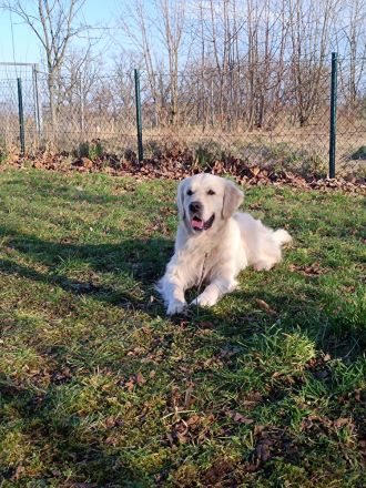 Golden Retriever Deckrüde FCI Champion