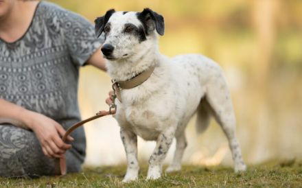 kleine Hundedame Spotty sucht ihr Für-Immer-Zuhause
