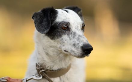 kleine Hundedame Spotty sucht ihr Für-Immer-Zuhause
