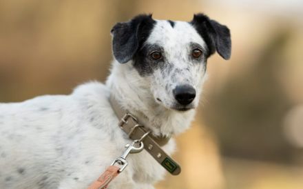 kleine Hundedame Spotty sucht ihr Für-Immer-Zuhause