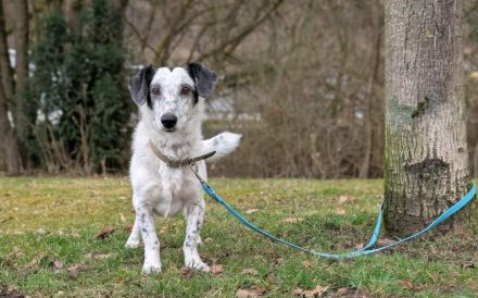 kleine Hundedame Spotty sucht ihr Für-Immer-Zuhause