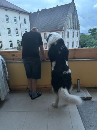 Ciobănesc Românesc Carpatin