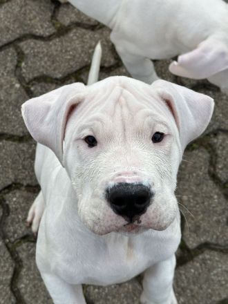 Dogo Argentino Welpen