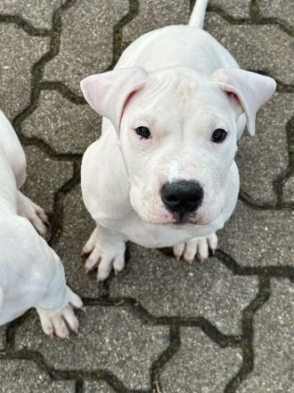 Dogo Argentino Welpen