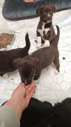 Alaskan husky, mama Sibirien  papa Münsterländer