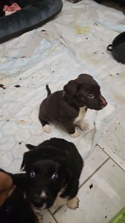 Alaskan husky, mama Sibirien  papa Münsterländer