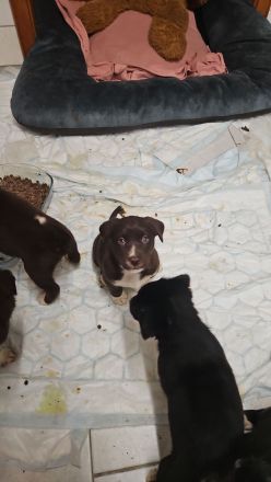 Alaskan husky, mama Sibirien  papa Münsterländer