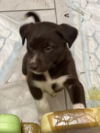 Alaskan husky, mama Sibirien  papa Münsterländer