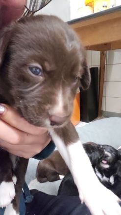 Alaskan husky, mama Sibirien  papa Münsterländer