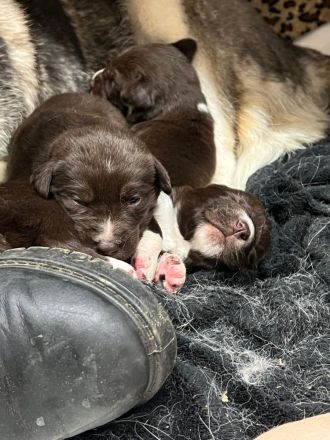 Alaskan husky, mama Sibirien  papa Münsterländer