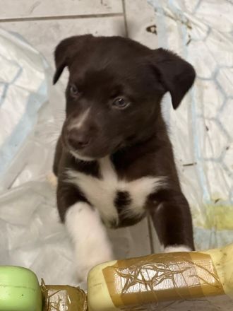 Alaskan husky, mama Sibirien  papa Münsterländer