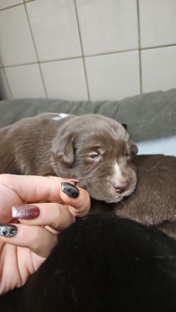 Alaskan husky, mama Sibirien  papa Münsterländer