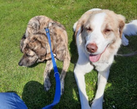 Isamu, der flauschige Rüde, sucht ein gemütliches Zuhause.