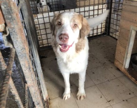 Isamu, der flauschige Rüde, sucht ein gemütliches Zuhause.