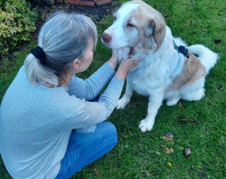Isamu, der flauschige Rüde, sucht ein gemütliches Zuhause.