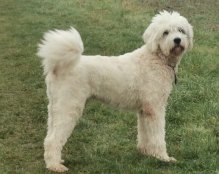 Wuschel Akai sucht ein aktives Zuhause