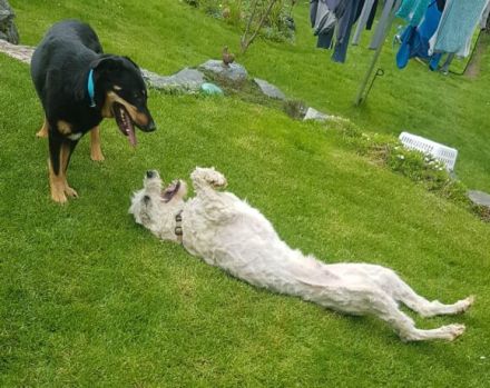 Wuschel Akai sucht ein aktives Zuhause