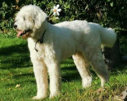 Wuschel Akai sucht ein aktives Zuhause