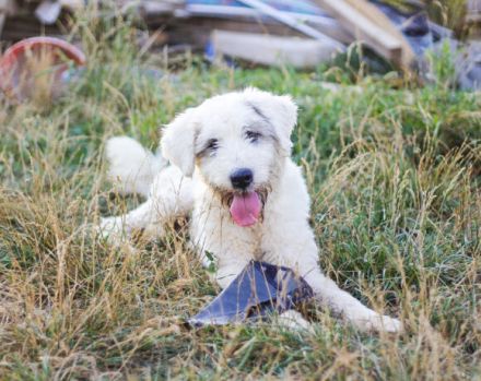 Wuschel Akai sucht ein aktives Zuhause