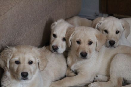 Blonde Labradorwelpen