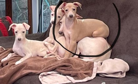 Italienisches Windspiel