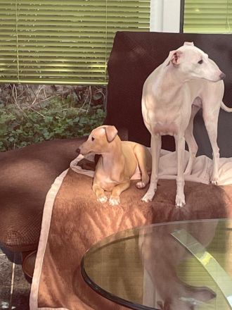 Italienisches Windspiel