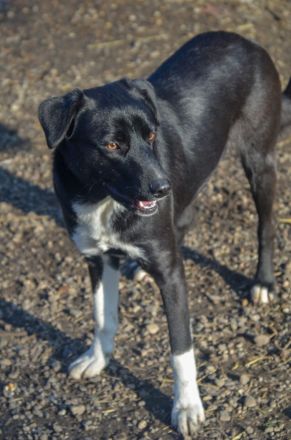 FENJA - auf der Suche nach einem Zuhause