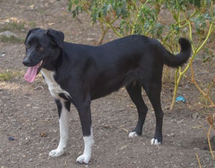 FENJA - auf der Suche nach einem Zuhause