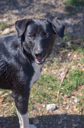 FENJA - auf der Suche nach einem Zuhause