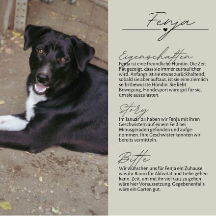 FENJA - auf der Suche nach einem Zuhause
