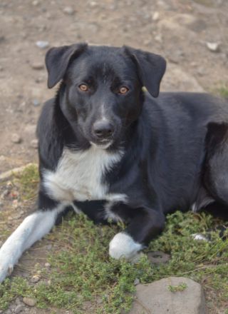 FENJA - auf der Suche nach einem Zuhause