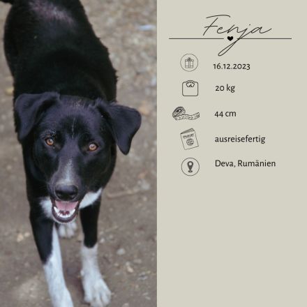 FENJA - auf der Suche nach einem Zuhause
