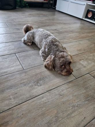 Deckrüde Bolonka Zwetna