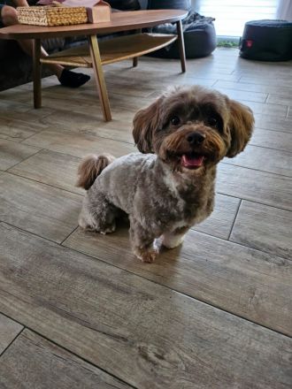 Deckrüde Bolonka Zwetna