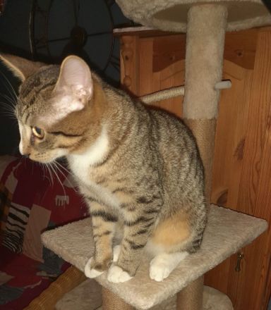 Hauskatze (Kater )7 Monate alt