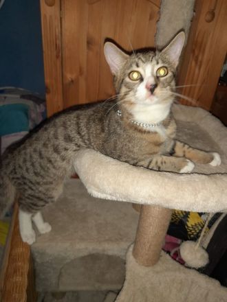 Hauskatze (Kater )7 Monate alt