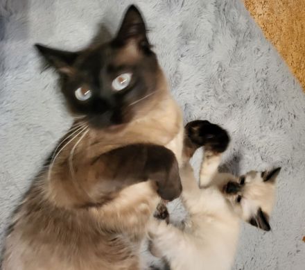 Deckkater Beny Siamkatze