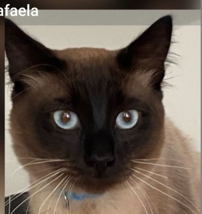 Deckkater Beny Siamkatze