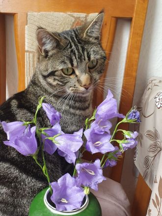 Deckkater Britisch Kurzhaar Mischling