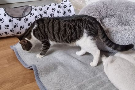 Samir wünscht sich ein Zuhause für sich und Freundin Sopresa