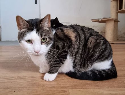 Samir wünscht sich ein Zuhause für sich und Freundin Sopresa