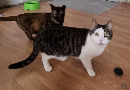 Samir wünscht sich ein Zuhause für sich und Freundin Sopresa