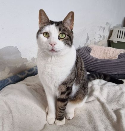 Samir wünscht sich ein Zuhause für sich und Freundin Sopresa