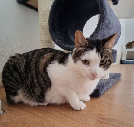 Samir wünscht sich ein Zuhause für sich und Freundin Sopresa