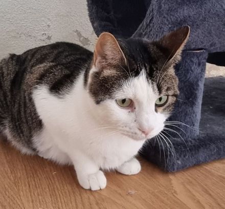 Samir wünscht sich ein Zuhause für sich und Freundin Sopresa