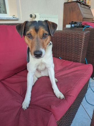 Parson Russel Terrier