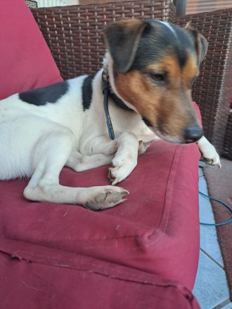 Parson Russel Terrier