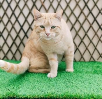 Naranjo, FIV positiv