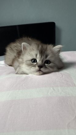 Unsere wunderschönen BLH Kitten suchen Ihr Für-immer-Zuhause!