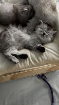 Unsere wunderschönen BLH Kitten suchen Ihr Für-immer-Zuhause!